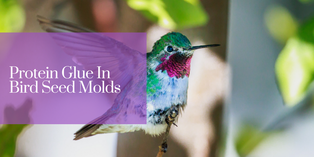 Protein Glue In Bird Seed Molds